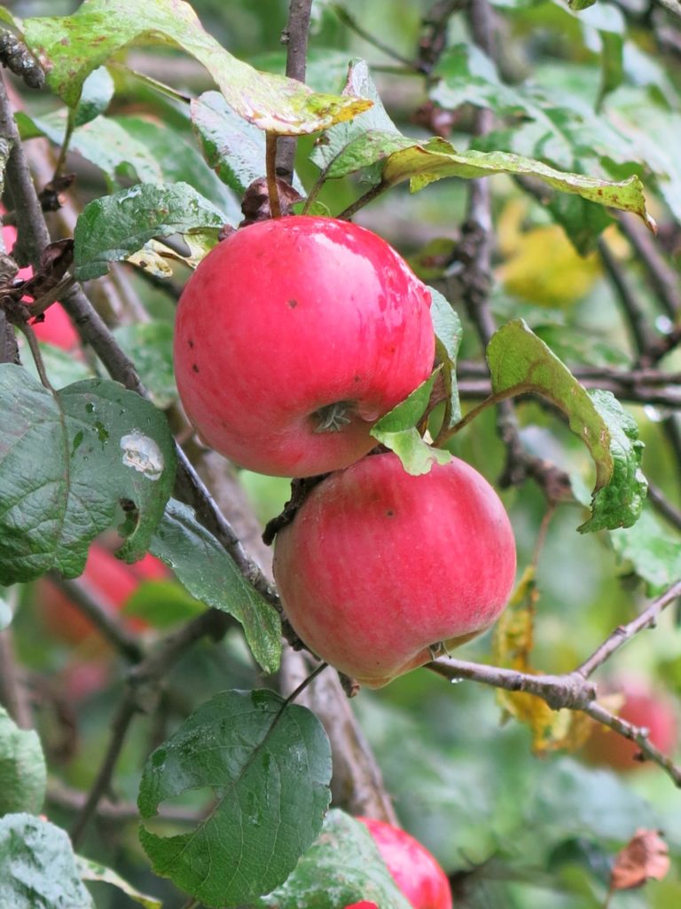 Bio-Äpfel