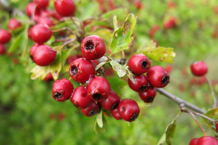 Beeren am Weißdorn